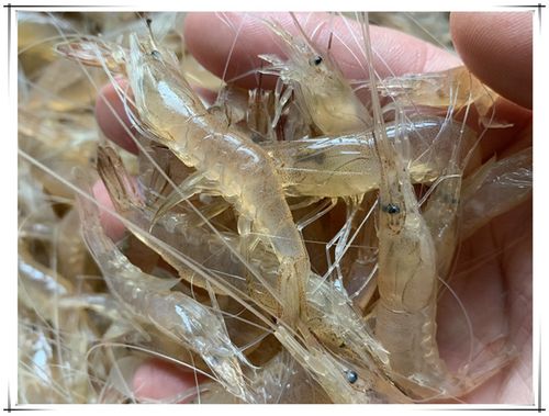  食品飲料 鮮活水產(chǎn)品 魚類 小魚小蝦批發(fā)收購(gòu),蝦批發(fā)市場(chǎng)進(jìn)貨