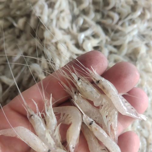 gt;餐飲生鮮>冷凍水產(chǎn)品>冷凍魚類>收購(gòu)淡水魚老板電話收購(gòu)葫蘆籽小