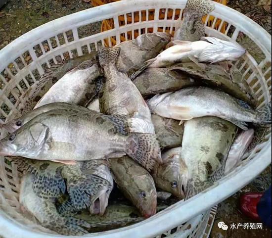 鎮(zhèn)江不僅導(dǎo)致了全市的水產(chǎn)品消費(fèi)受到嚴(yán)重打擊,連周邊的南京常州等地