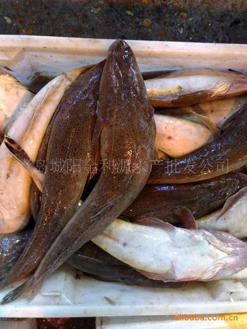 批發供應辮子魚 擺甲魚 海產品批發 水產品批發 鮮魚類