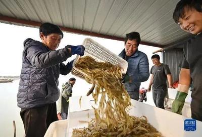 河北曹妃甸:"鹽田蝦"收獲加工忙