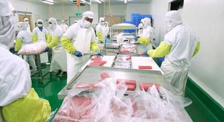 上海水產(chǎn)利用國際漁業(yè)資源,以遠洋捕撈為核心著力于打造“全球的魚,中國的菜”