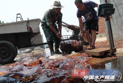黃海海蜇昨日開捕 加工品俏銷南方 - 內(nèi)銷市場 - 中國水產(chǎn)頻道 | 網(wǎng)聚全球水產(chǎn)華人