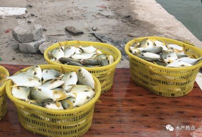 存量3000萬斤,金鯧魚終于迎來大利好,最高上漲1.2元,漲勢強(qiáng)勁