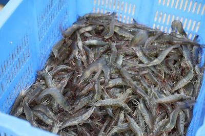 吉木薩爾縣水產(chǎn)品進(jìn)入育肥捕撈季節(jié)