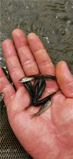 收購淡水青魚苗-活潑水產(chǎn)-收購淡水青魚苗銷售