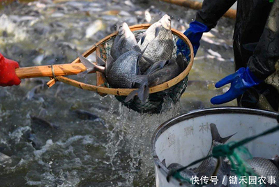 禽類水產(chǎn)銷售難:1天損失近3億,羅非魚、對蝦、小龍蝦壓塘嚴重