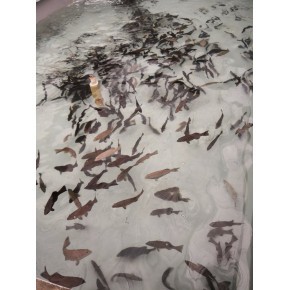 海南嘉潭勃鑫水產(chǎn)品