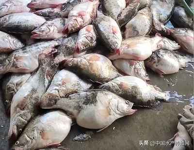 一畝地能養(yǎng)多少鱸魚-鱸魚適合什么地方養(yǎng)殖