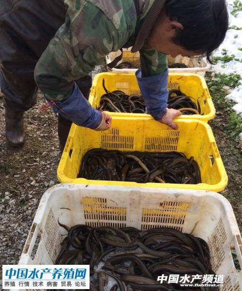 黃鱔收購價格突破40塊 春節(jié)跌價可能性小