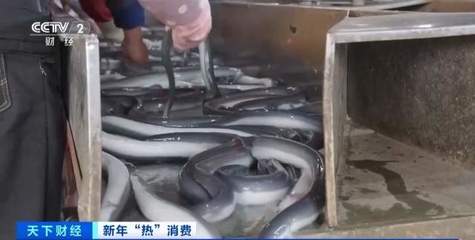 火到日本、韓國(guó)!廣東鰻魚集中捕撈 出口市場(chǎng)量?jī)r(jià)齊升