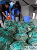 00%自產(chǎn)自銷,天河市場(chǎng)有自己的收購(gòu)鋪位,量大批發(fā)價(jià)優(yōu)惠[批發(fā)]_鮮活水產(chǎn)品_世界工廠網(wǎng)中國(guó)產(chǎn)品信息庫(kù)
