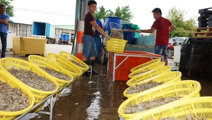 廣東汕頭牛田洋對(duì)蝦迎來(lái)收購(gòu)?fù)? class=