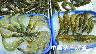 山東青島近海六成海鮮變家養 - 綜合資訊 - 中國水產頻道 | 網聚全球水產華人
