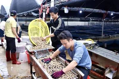 投喂生蠔、魷魚、螃蟹?水產“新貴”東風螺,到底是怎么養的?