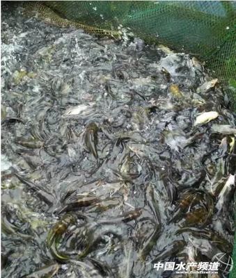 黃顙魚價(jià)格持續(xù)上漲 魚苗需求量旺盛 近期降溫須防好病