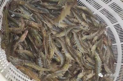 揪心!對(duì)蝦持續(xù)掉價(jià),比去年同期最高便宜20塊!元宵蝦價(jià)還能反彈嗎?
