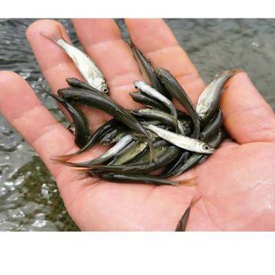 【青魚苗 收購青魚苗 活潑水產(chǎn) 收購青魚苗直銷圖片】青魚苗 收購青魚苗 活潑水產(chǎn) 收購青魚苗直銷圖片大全