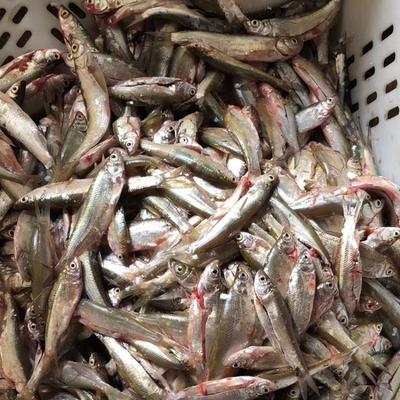水產(chǎn)收購商電話 小雜魚收購加工企業(yè) 3元一斤小雜魚收購