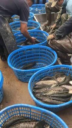 加州鱸魚又跌價!黑魚價格回暖起來了,養(yǎng)殖戶笑了!