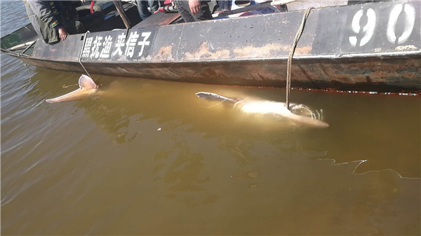 漁民捕獲千斤重百歲鱘鰉魚 水產(chǎn)部門花22萬收購