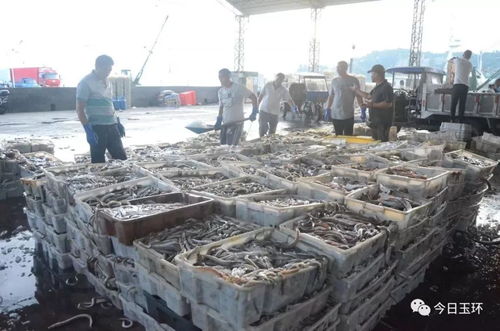 臺州這些超鮮的海鮮上岸啦 帶魚批發只要1元一斤
