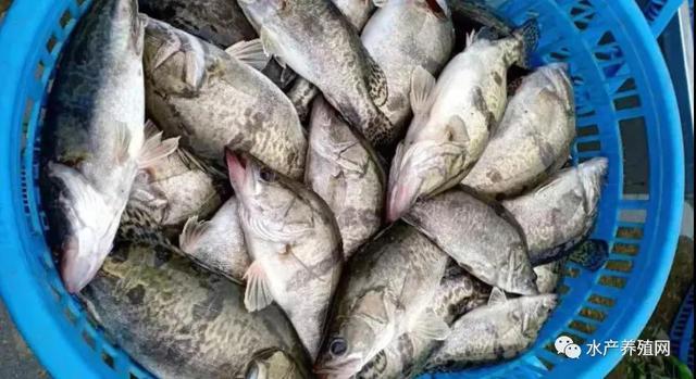 沖刺春節(jié)!鱖魚鱸魚黑魚黃骨鮰魚繼續(xù)漲價!疫情影響依然不能忽視