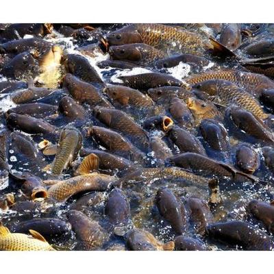 *鯽魚養(yǎng)殖