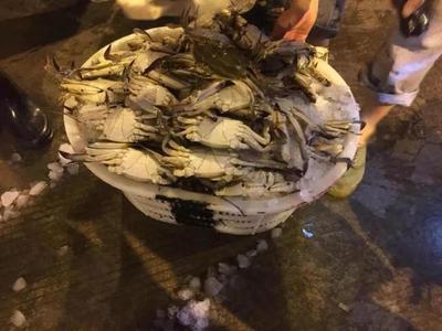 第一網(wǎng)梭子蟹、水潺“抵達戰(zhàn)場”!批發(fā)價格感人