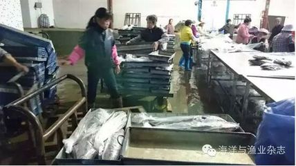 廣東饒平:天災過后 從不收鮸魚的加工企業市場價收購鮸魚-畜牧人才網