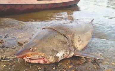 漁民捕千斤大鰉魚,被水產研究所收購,價格達到20萬左右