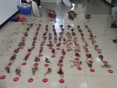以水產品作掩護買賣野生動物,這伙人被抓