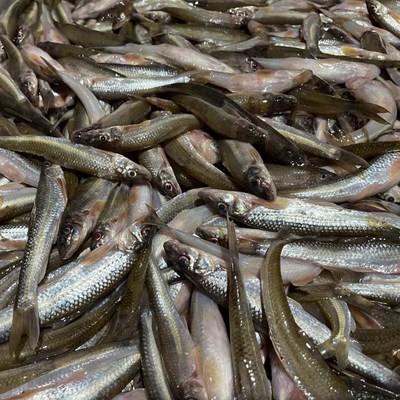 大量收購(gòu)死魚(yú)死蝦,白米蝦,秀麗白蝦,湖蝦,河蝦各種水產(chǎn)