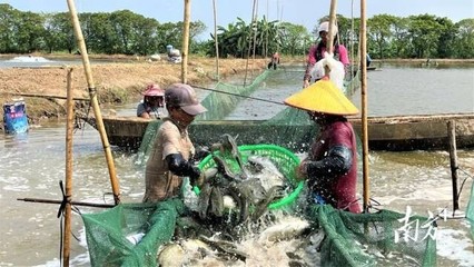 振興國(guó)鱸,年貨新IP!認(rèn)定“斗門(mén)造”!