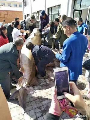 黑龍江打上一條1028斤大魚(yú),是要成精嗎?賣了22萬(wàn)!但有人說(shuō)被撫遠(yuǎn)市水產(chǎn)研究所收購(gòu)