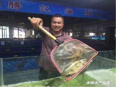他用益生菌養(yǎng)鱖魚(yú),走上致富之路