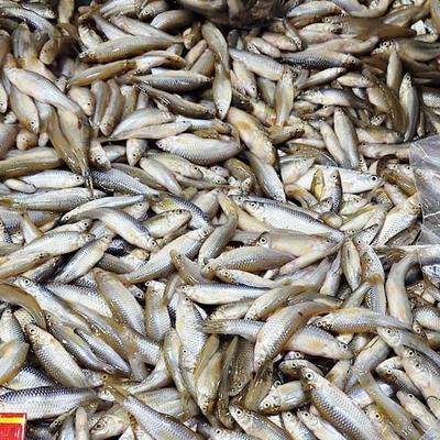 水產(chǎn)收購(gòu)商電話 小雜魚(yú)收購(gòu)加工企業(yè) 3元一斤小雜魚(yú)收購(gòu)