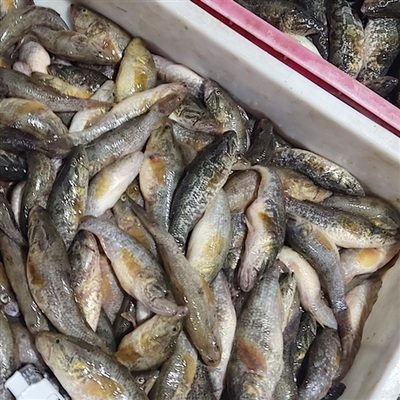 大量收購(gòu)死魚(yú)死蝦,白米蝦秀麗白蝦,湖蝦河蝦各種水產(chǎn)