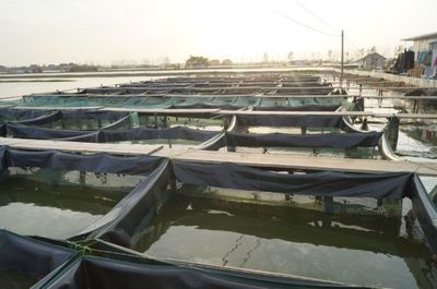 友來(lái)水產(chǎn) 從事大閘蟹收購(gòu)和批發(fā)大閘蟹21年,歡迎大家參觀與合作