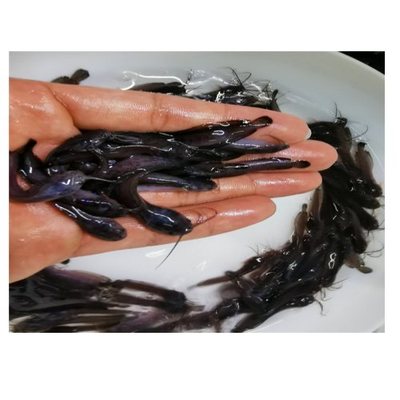 魚水產(chǎn)藥