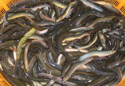 2012大量供應(yīng)優(yōu)質(zhì)泥鰍苗 和各種水產(chǎn)苗種,水產(chǎn)用微生物制劑成品泥鰍收購(gòu)_泥鰍苗種價(jià)格_中國(guó)水產(chǎn)養(yǎng)殖網(wǎng)