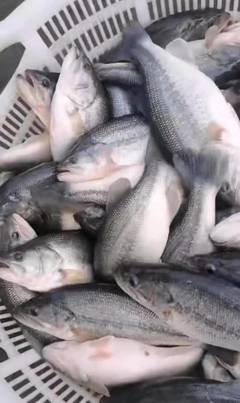 這里養(yǎng)殖戶搞稻田套養(yǎng)加州鱸魚,2萬條魚沒死一條,還賣到12.5元/斤的好價錢