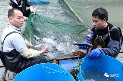 在這里,“滾水活魚”開啟水產(chǎn)養(yǎng)殖新模式!