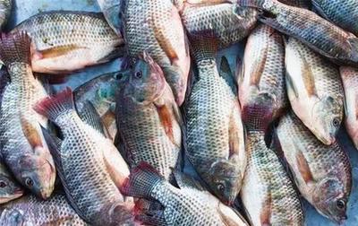 野生的羅非魚泛濫,人們嫌臟也不敢吃,養殖戶終于高興了