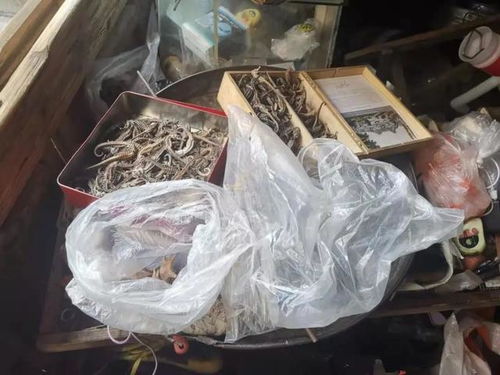 注意 海馬捕不得賣不得 溫嶺查獲一起收購銷售國家瀕危野生保護動物案