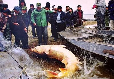 漁民捕千斤大鰉魚,被水產研究所收購,價格達到20萬左右