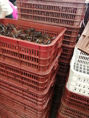 [潛江小龍蝦批發]湖北武漢洪山區小龍蝦 13.00元/斤湖北清水 _ 一畝田