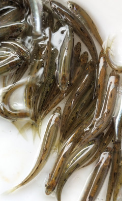 包成活率 特種水產 收購 馬口魚苗批發 產地直銷馬口魚水花苗
