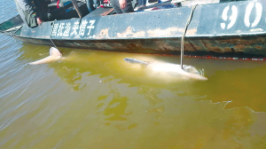 漁民捕獲千斤重百歲鱘鰉魚 水產(chǎn)部門花22萬收購