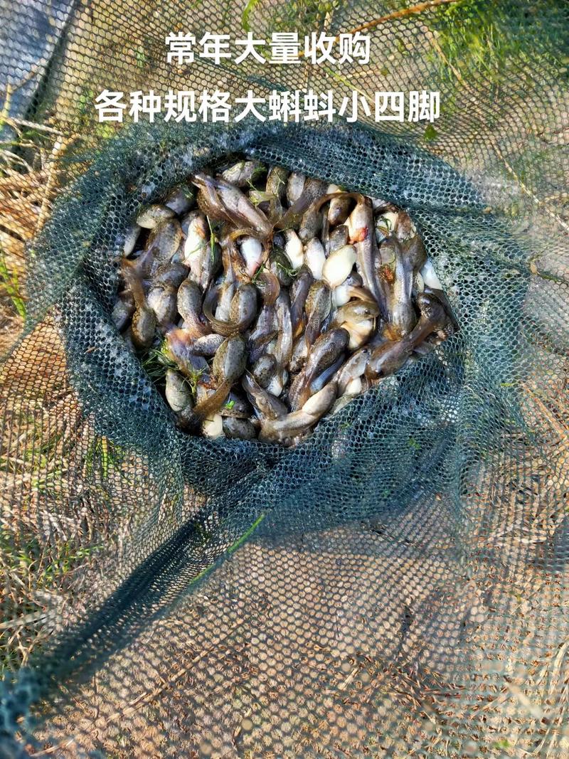 常年大量收購(出售)各種規(guī)格大蝌蚪苗小四牛蛙苗#水產(chǎn)養(yǎng)殖 #